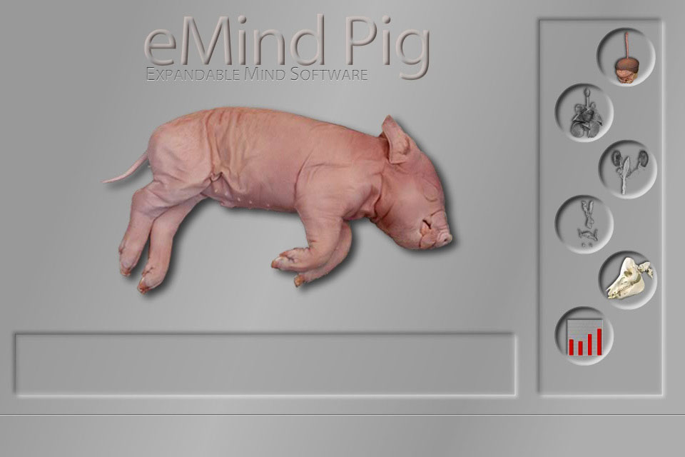 dissect pig